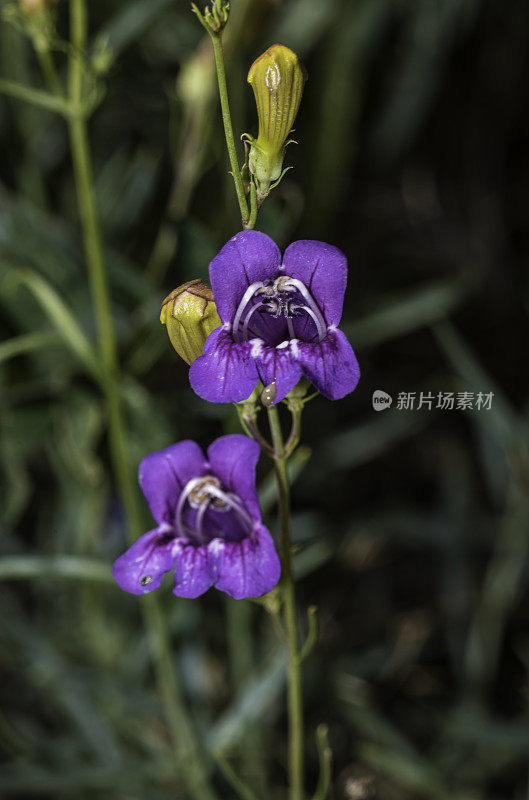 扁舌草是扁舌草的一种，俗称bunchleaf Penstemon、foothill Penstemon和foothill beardtongue。它是加州的地方病，发现于加利福尼亚州索诺马县的莫迪尼玛雅卡马斯保护区。Penstemon叫